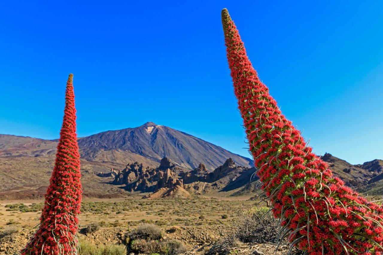 Апартаменти Piscinas Del Teide Пуерто-де-ла-Крус Екстер'єр фото